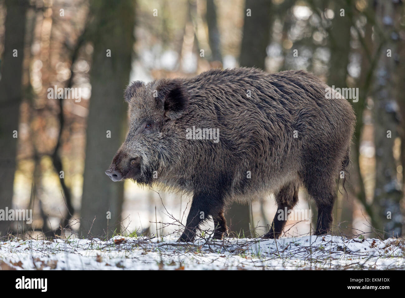 Wild boar in snow, tusker, Schleswig-Holstein, Germany, Europe / Sus scrofa Stock Photo