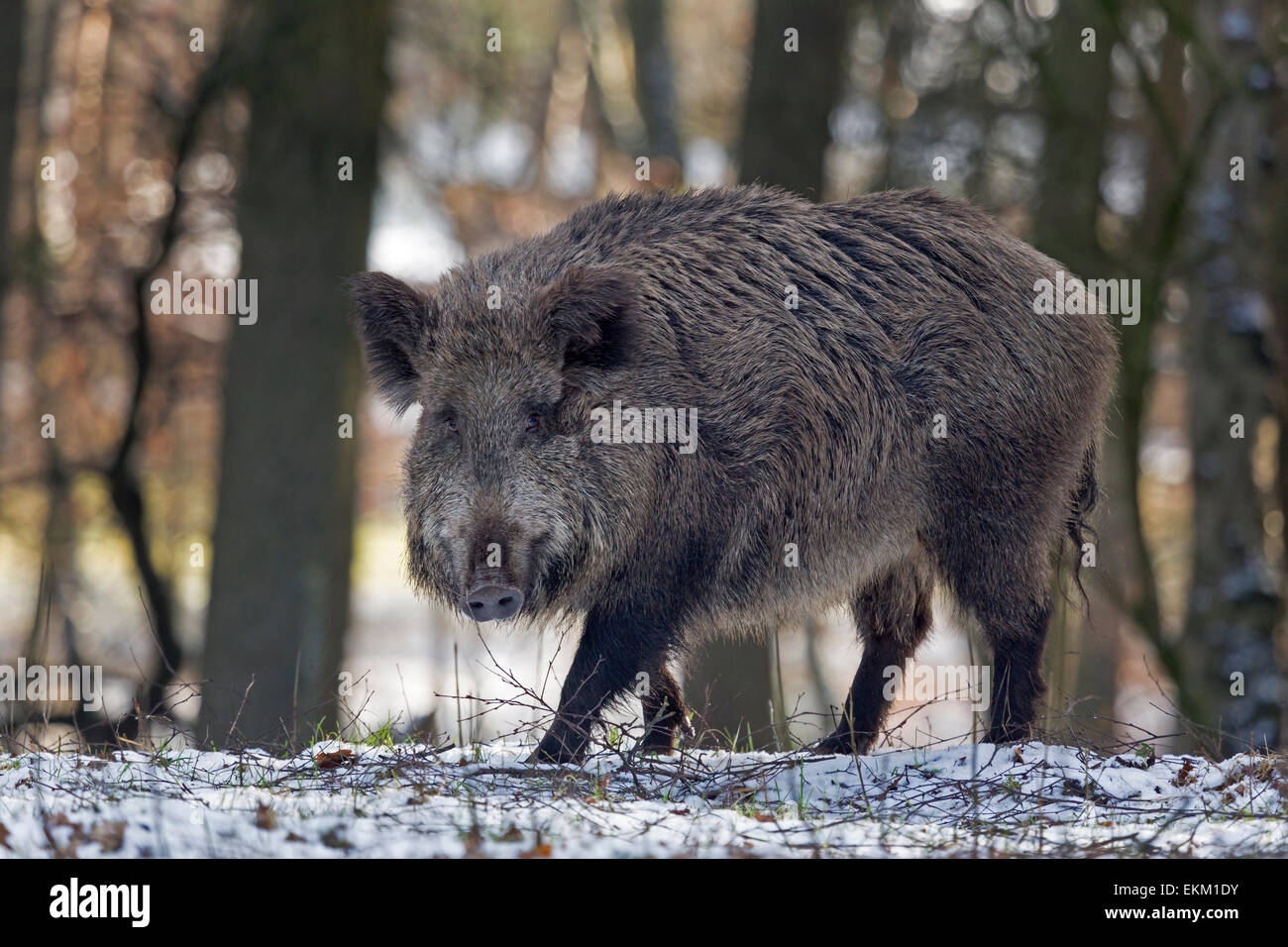 Wild boar in snow, Schleswig-Holstein, Germany, Europe Stock Photo
