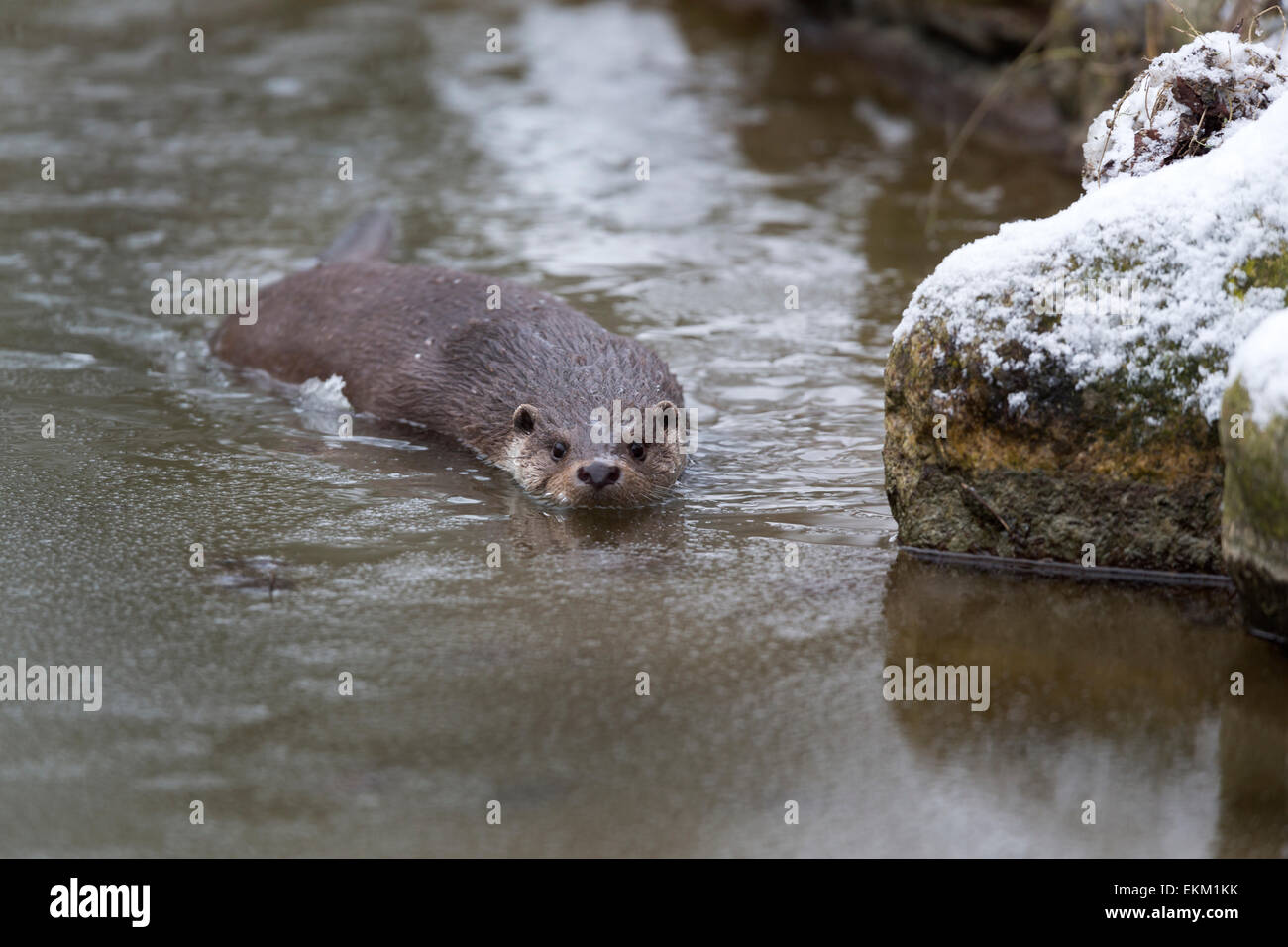 European otter in winter / Lutra lutra Stock Photo