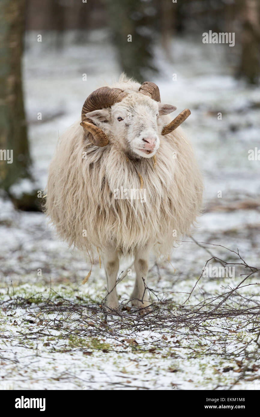 Skudde in winter, smallest German heath sheep breed, Germany, Europe / Ovis ammon f.aries Stock Photo