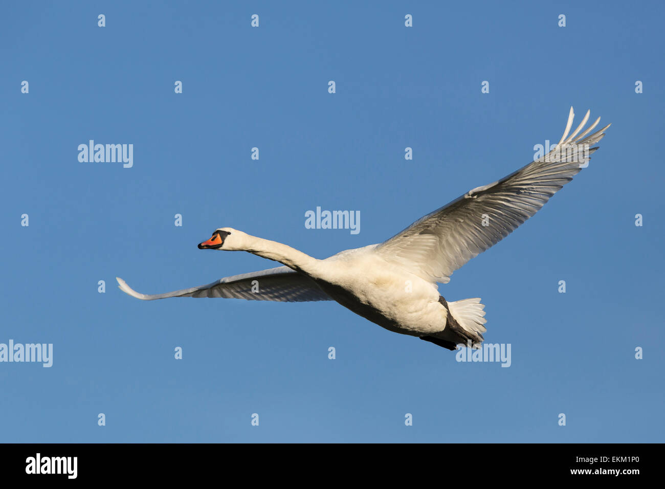 White swan / Cygnus olor Stock Photo