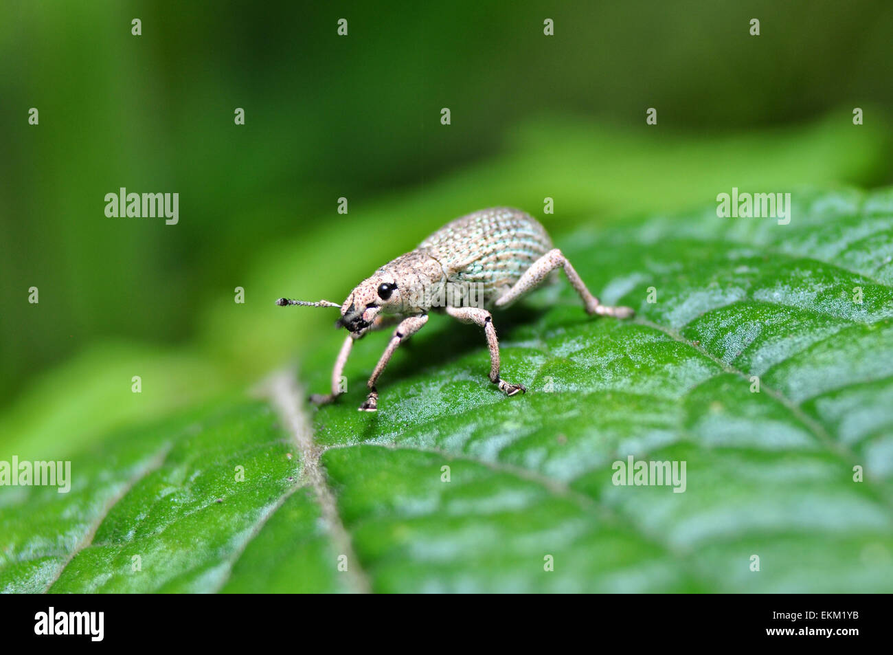 A weevil is a type of beetle from the Curculionoidea superfamily. They are usually small, less than 6 millimetres, and herbivoro Stock Photo