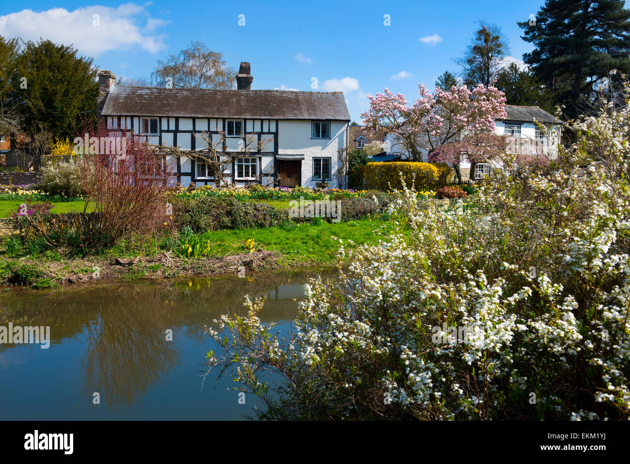 Spring colour in the village of Erdisland, Herefordshire, England. Stock Photo
