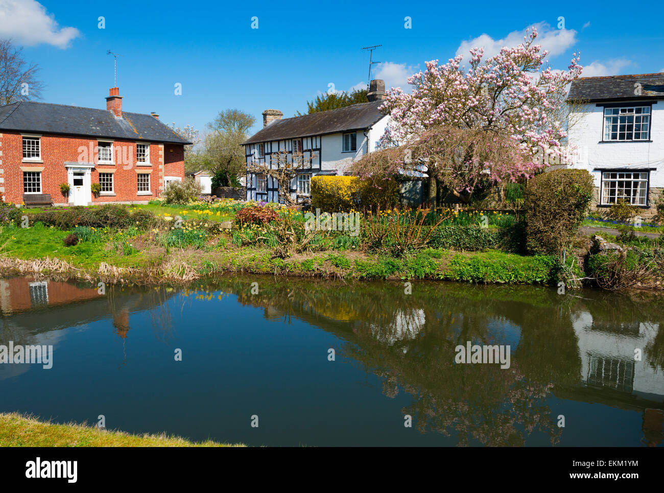 Spring colour in the village of Eardisland, Herefordshire, England. Stock Photo