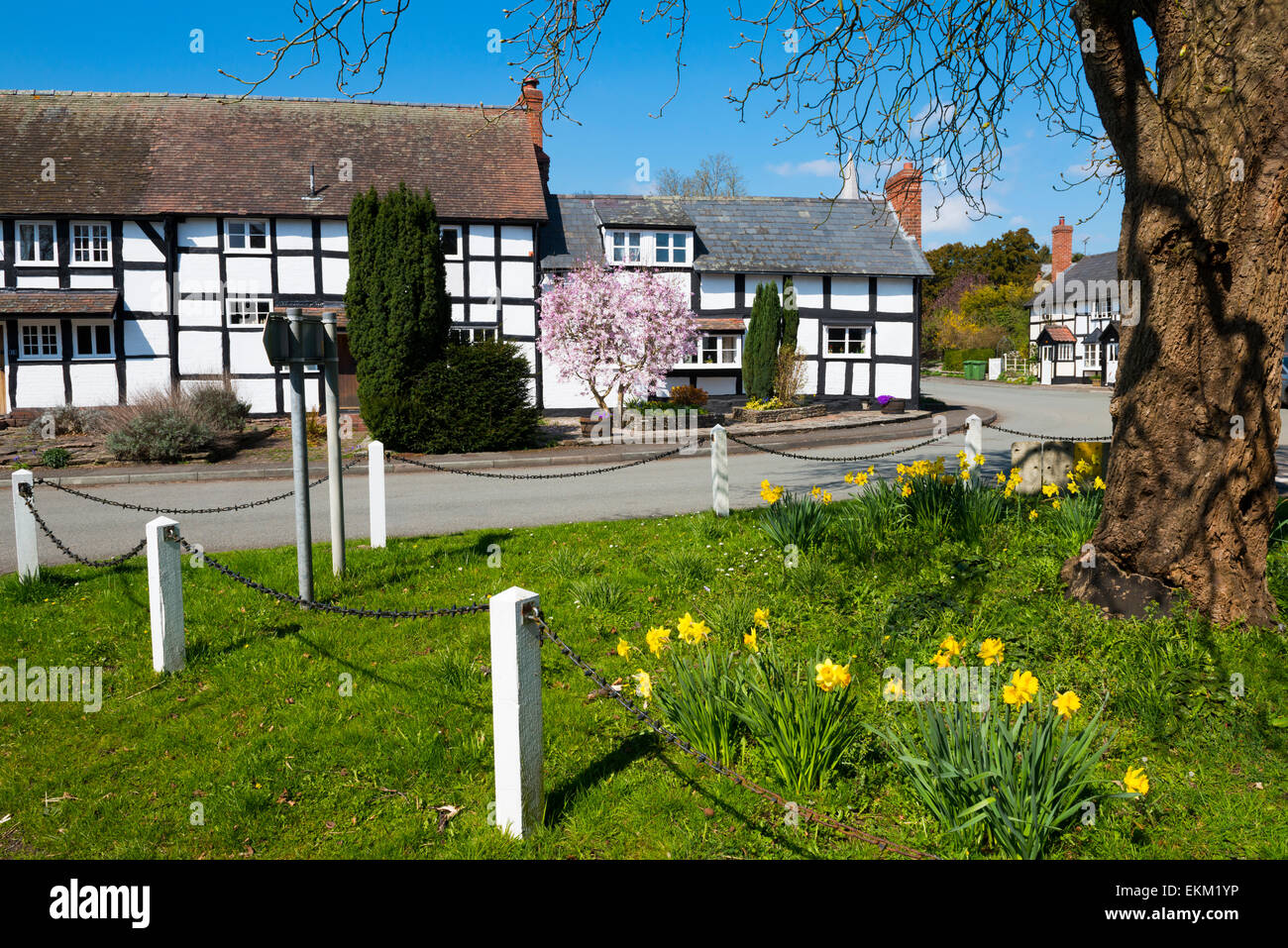 Daffodils in bloom at the village of Dilwyn, Herefordshire, England