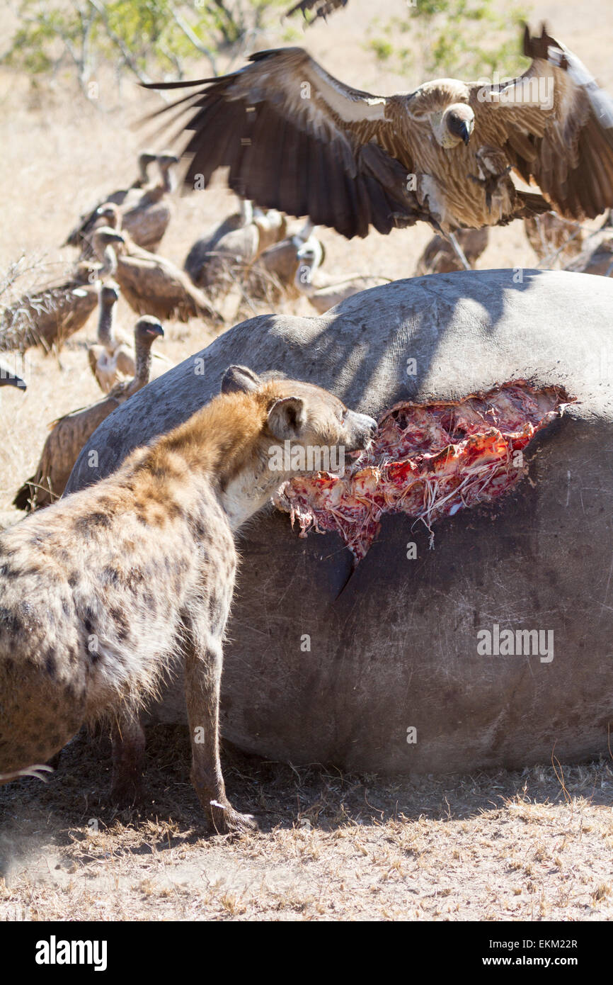 Spotted hyena and vultures  - scavengers feeding on carcass of poached rhino, South Africa Stock Photo