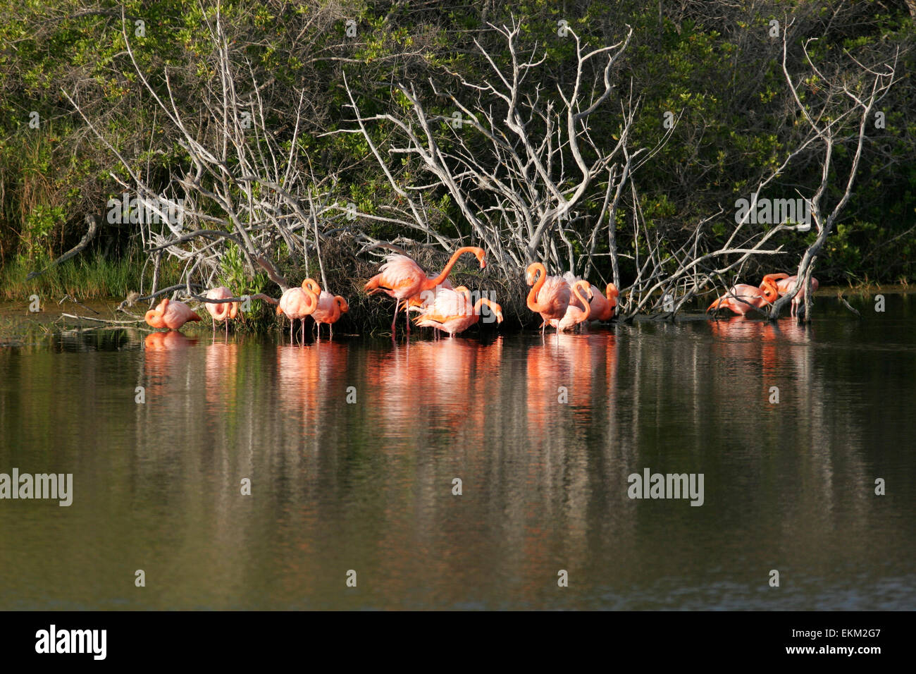 Greater flamingo (Phoenicopterus roseus), Isabela island, Galapagos, Ecuador, South America Stock Photo