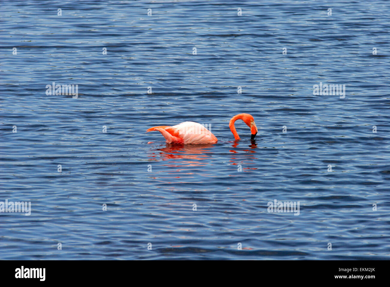 Greater flamingo (Phoenicopterus roseus), Isabela island, Galapagos, Ecuador, South America Stock Photo