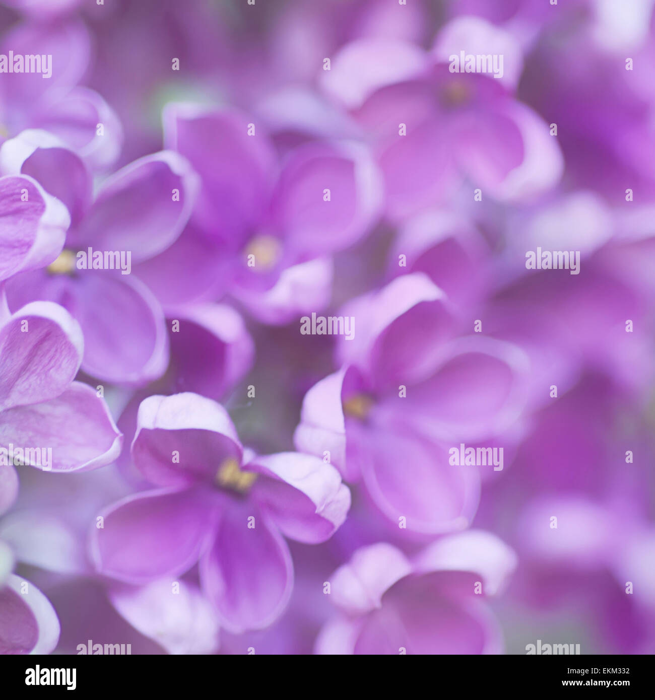 Abstract floral background Stock Photo - Alamy