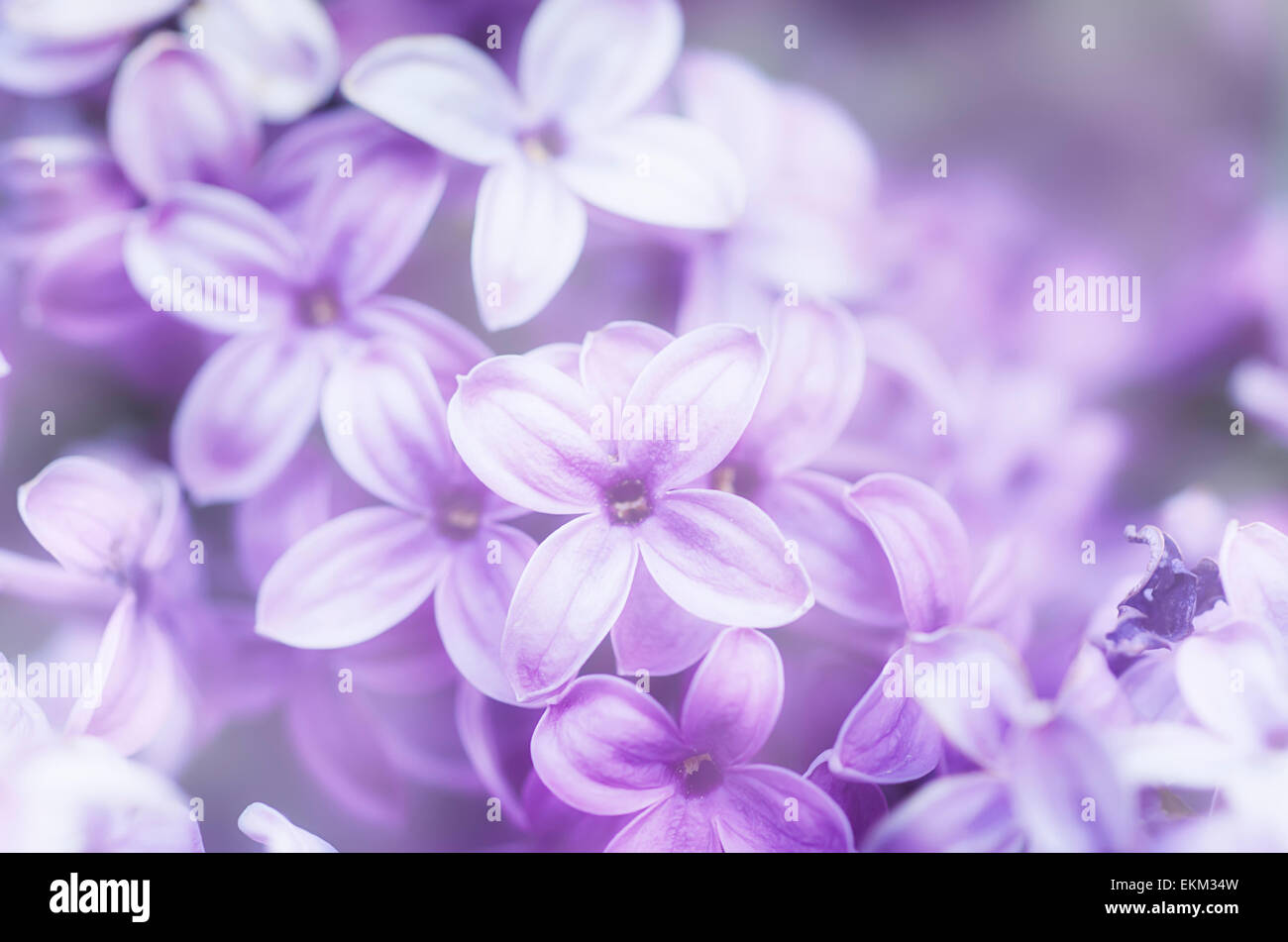Abstract floral background Stock Photo - Alamy