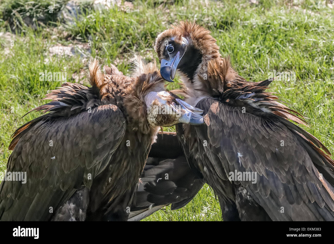 Spain Catalan Pyrenees Buseu Vulture Monaco Stock Photo