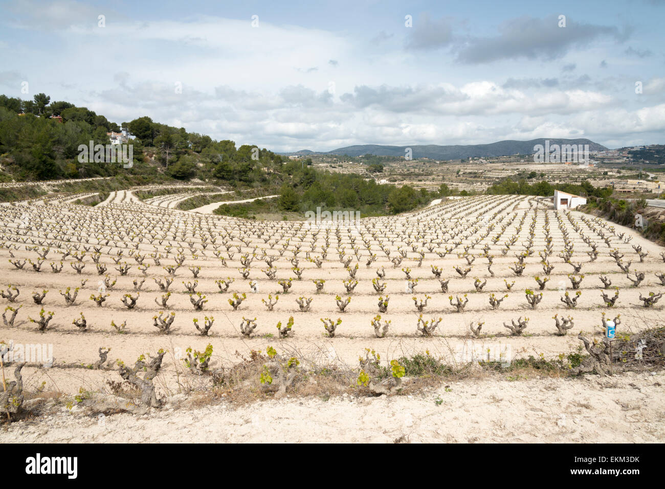 A terraced vineyard in Moriara Spain in spring in the Alicante wine region Stock Photo