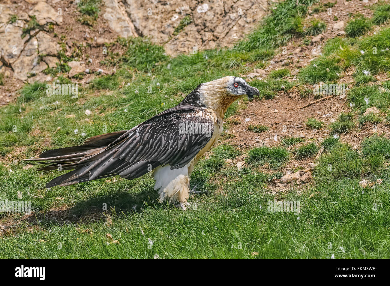 Spain Catalan Pyrenees Buseu Bearded Vulture Stock Photo