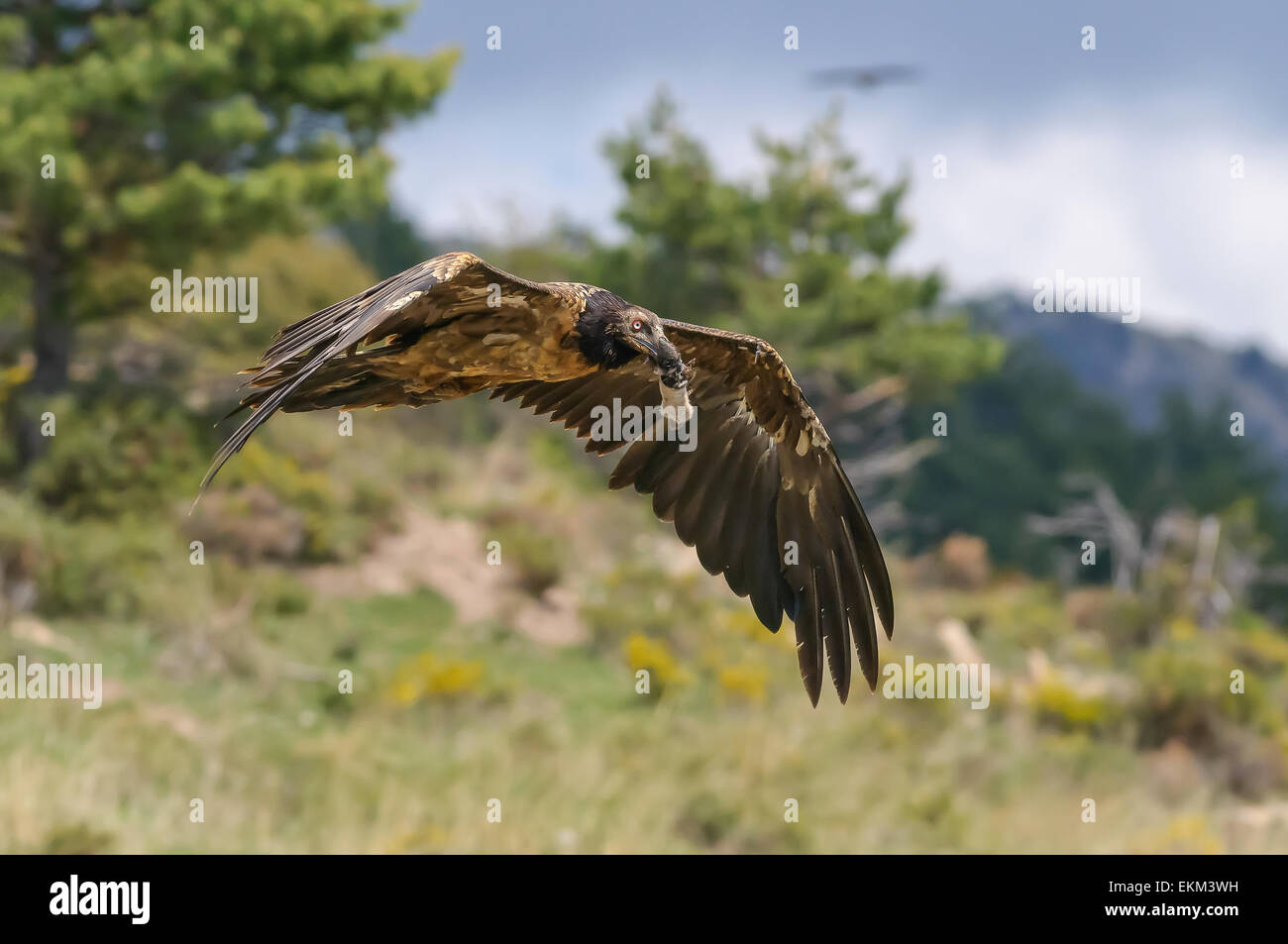 Spain Catalan Pyrenees Buseu Bearded Vulture Stock Photo
