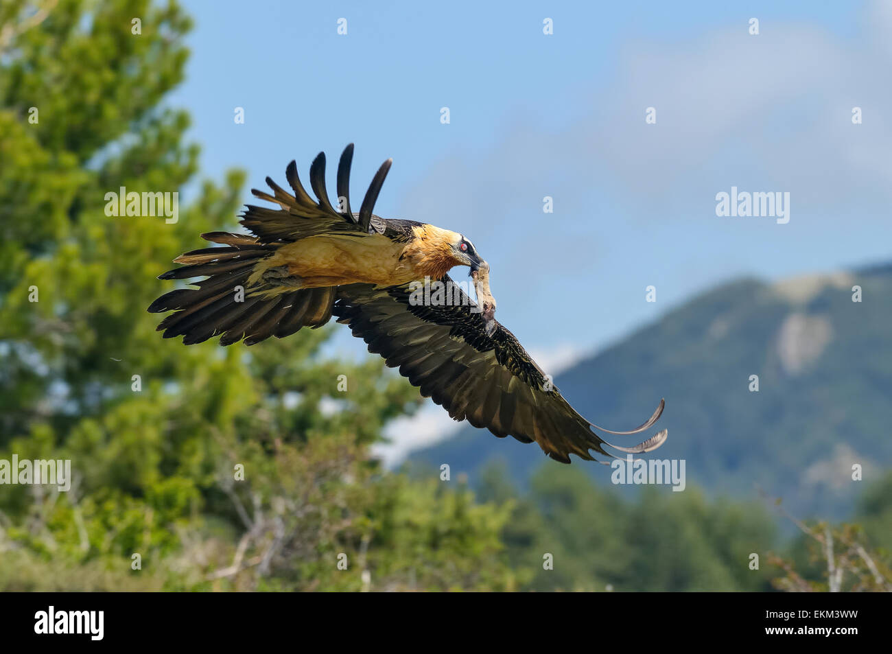 Spain Catalan Pyrenees Buseu Bearded Vulture Stock Photo