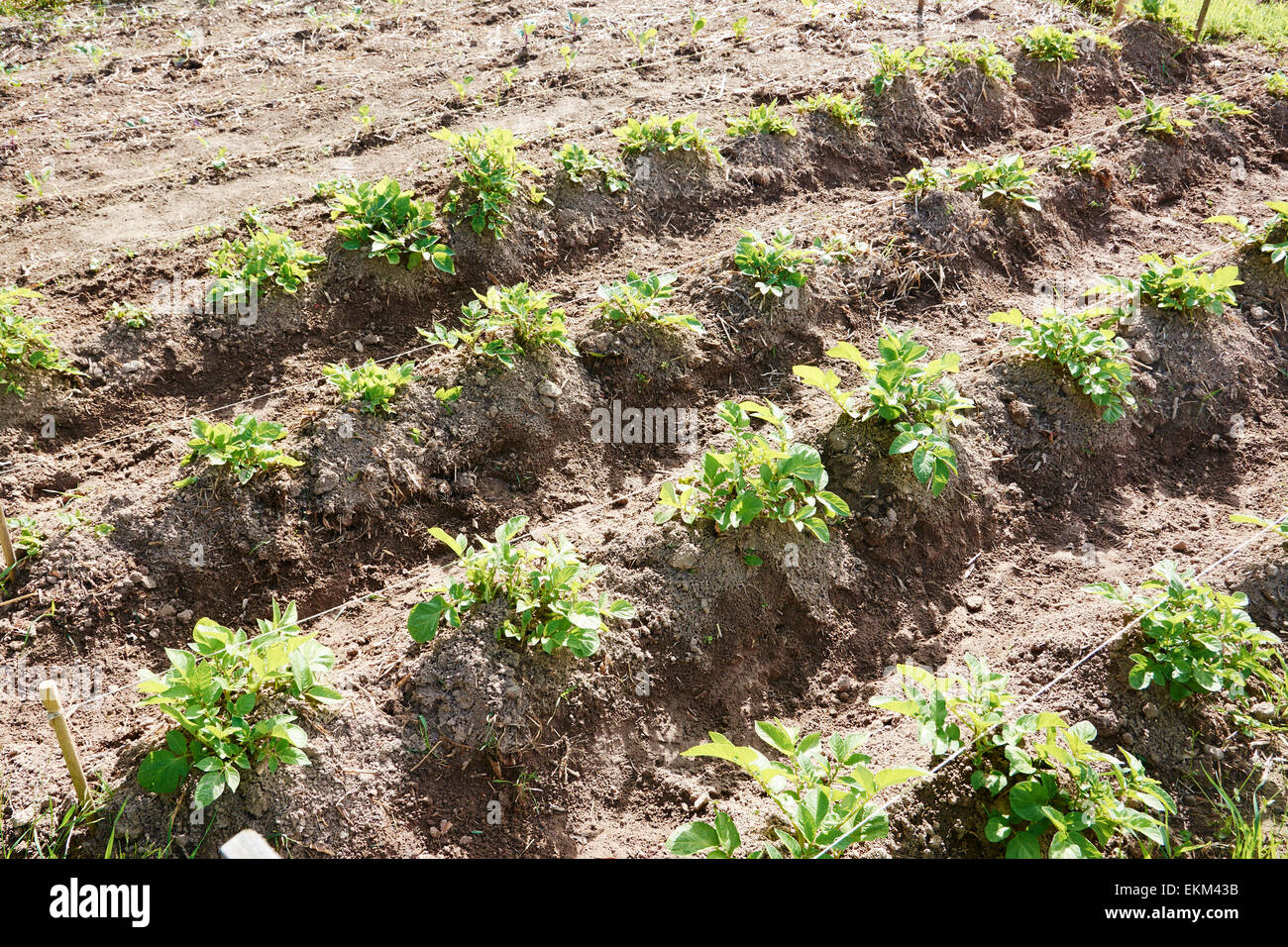 Rows of potatoes in a vegetable garden. Stock Photo