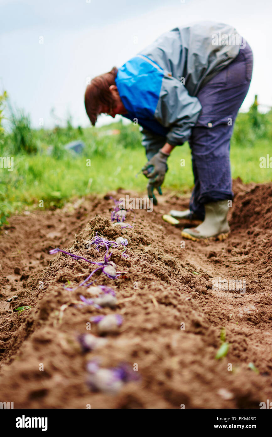Gardener planting potatoes in a row. Stock Photo