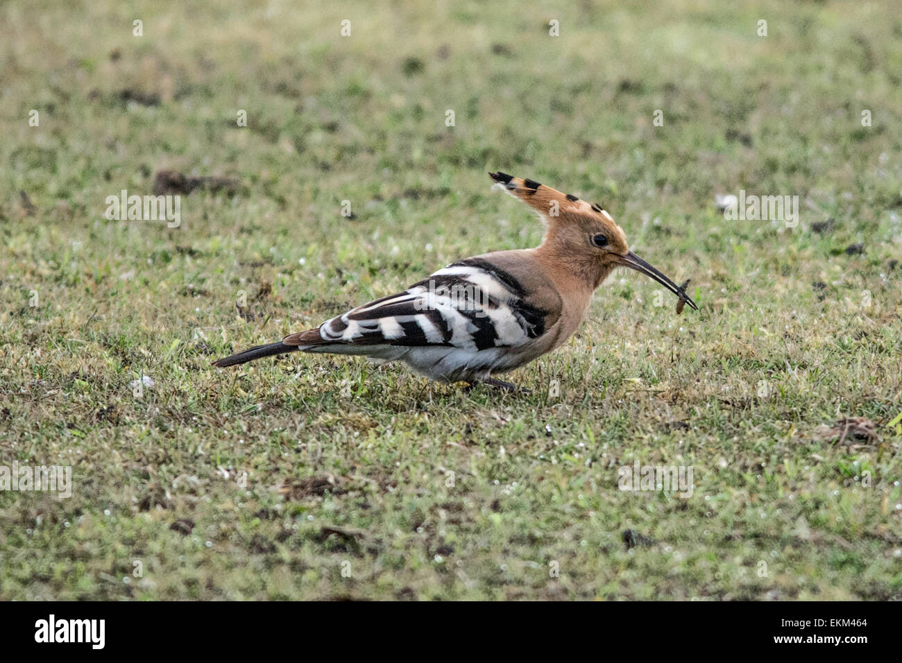 Hoopoe uk april hires stock photography and images Alamy