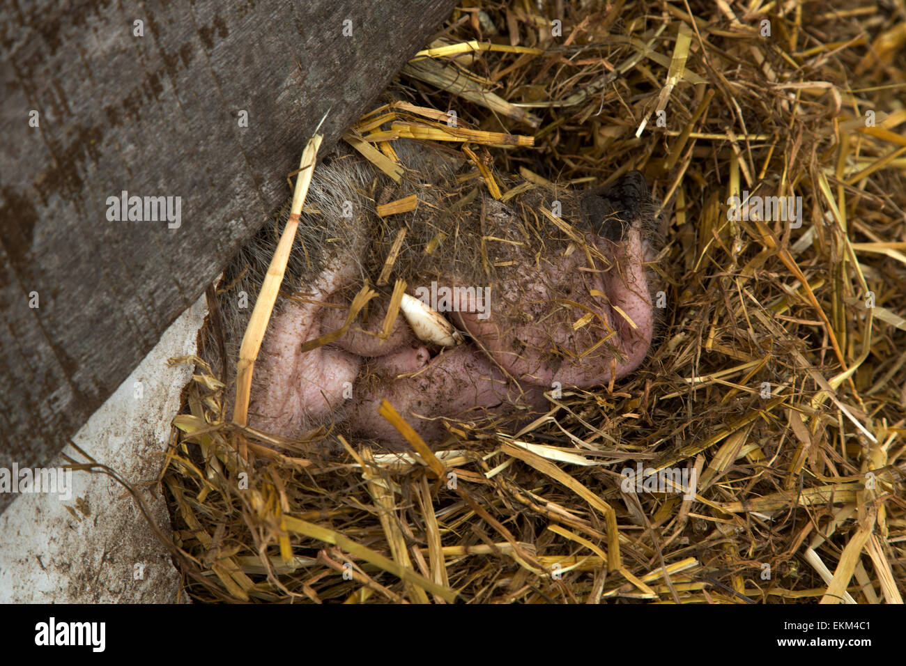 Snout of pig peeping out of stable Stock Photo