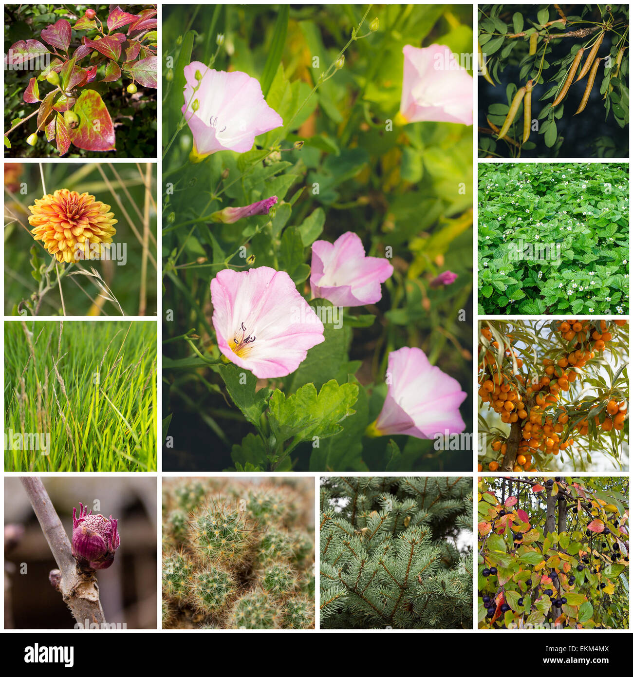 Landscapes plants hi-res stock photography and images - Page 2 - Alamy