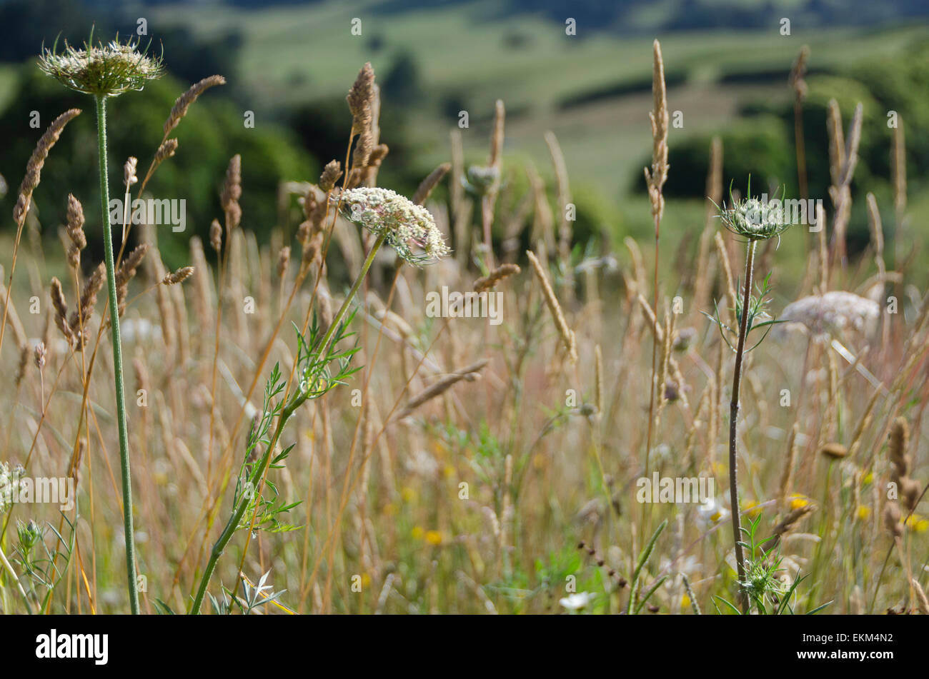Pasture weeds hi-res stock photography and images - Alamy
