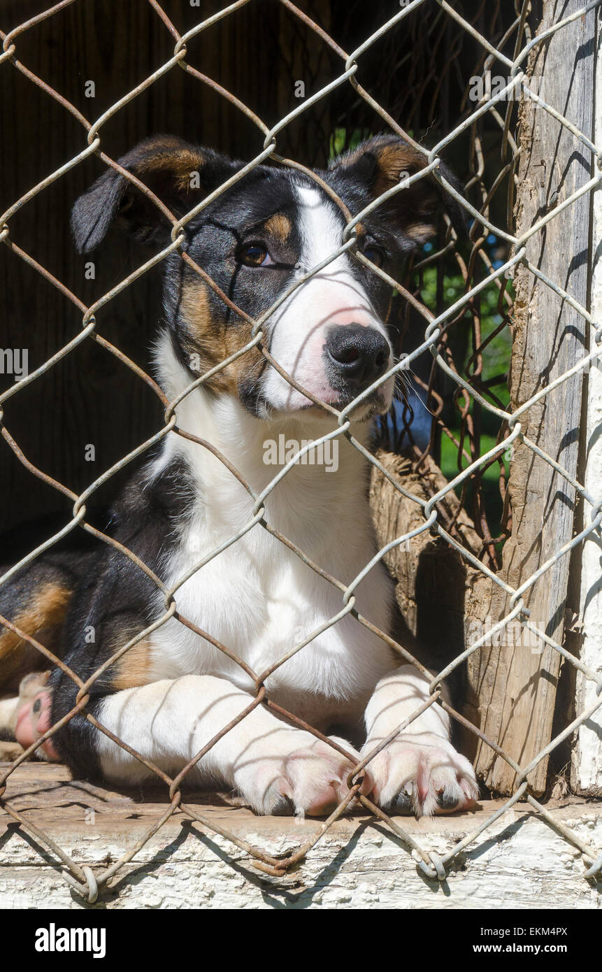 Sheep dog in kennel, Glenburn, Wairarapa, North Island, New Zealand Stock Photo Alamy