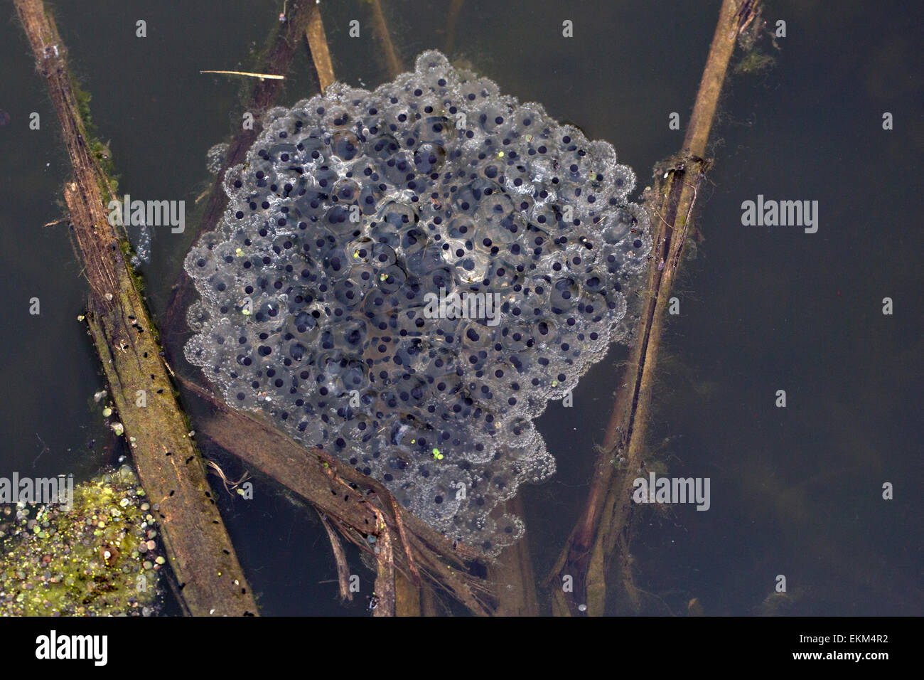 Frogspawn of Common frog (Rana temporaria Stock Photo Alamy