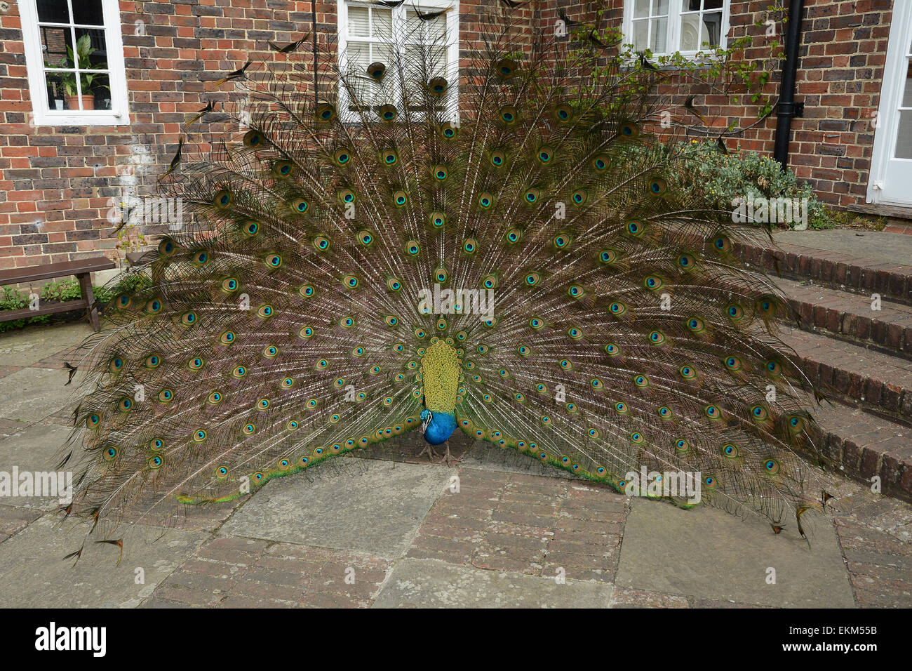 Peacock displaying feathers Stock Photo Alamy
