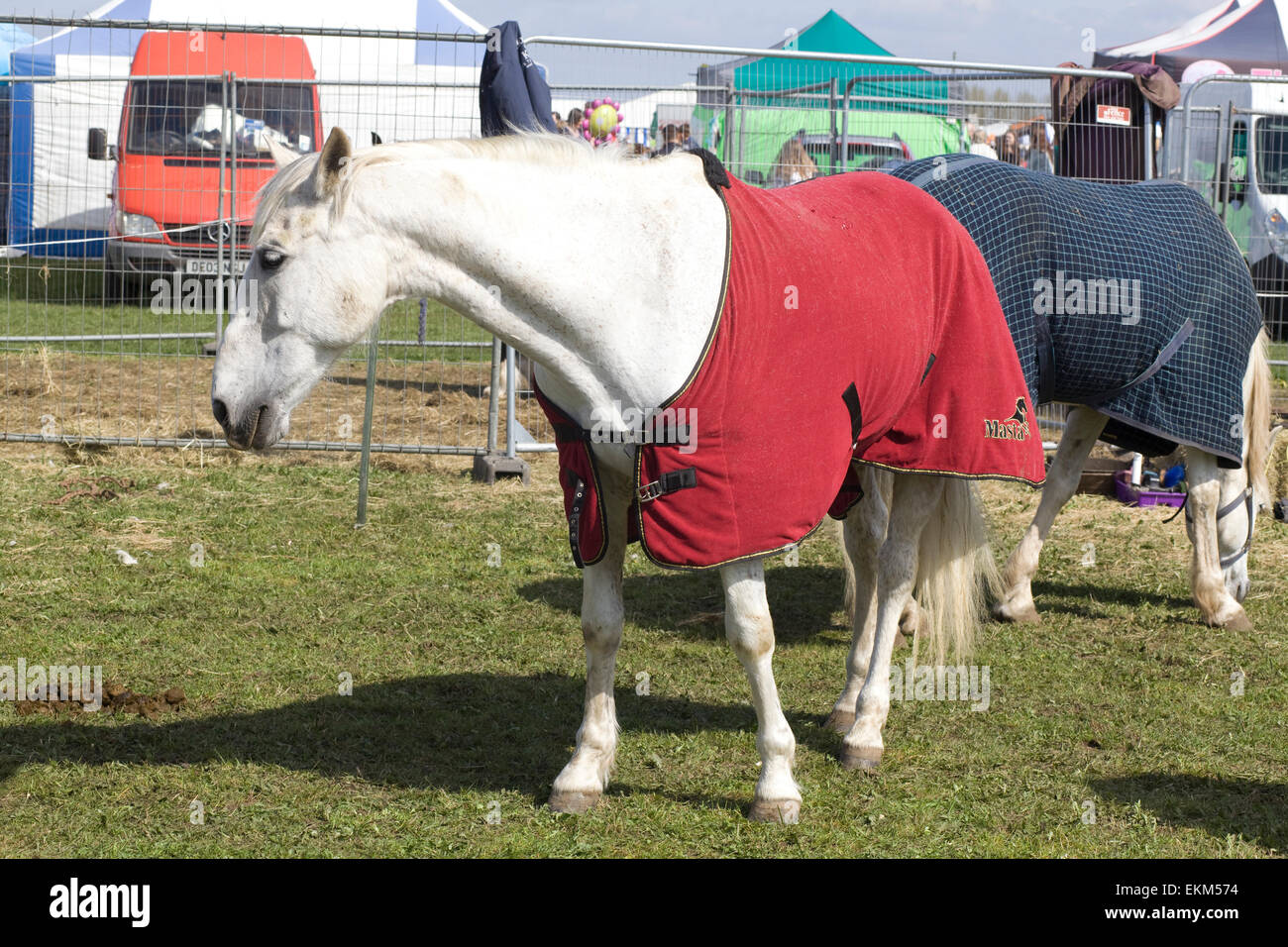 Horse at a show ground Stock Photo - Alamy