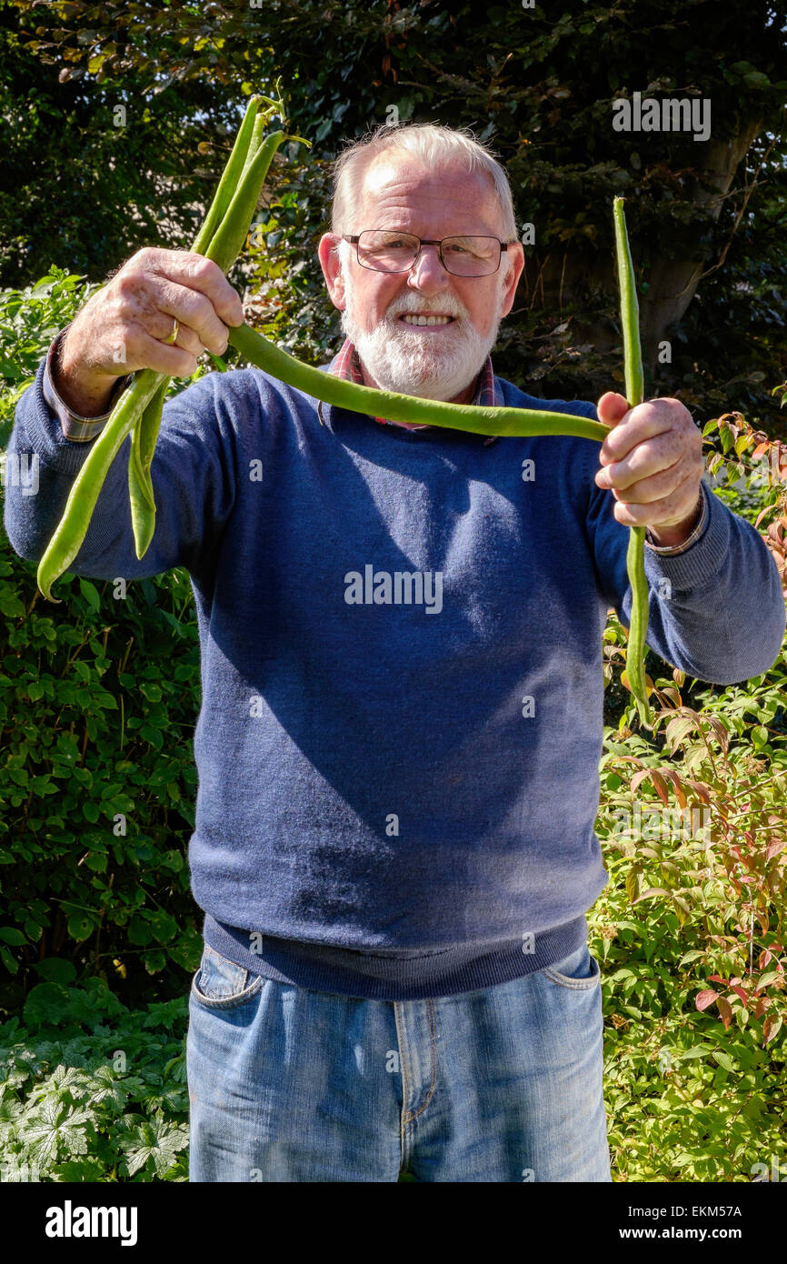 Older man in 70s with very long runner beans grown in garden. Domestic garden, Gloucestershire England UK Stock Photo