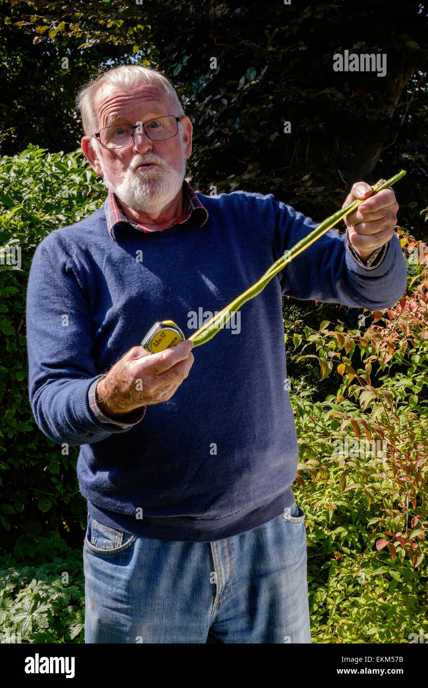 Older man in 70s with very long runner beans grown in garden. Domestic garden, Gloucestershire England UK Stock Photo