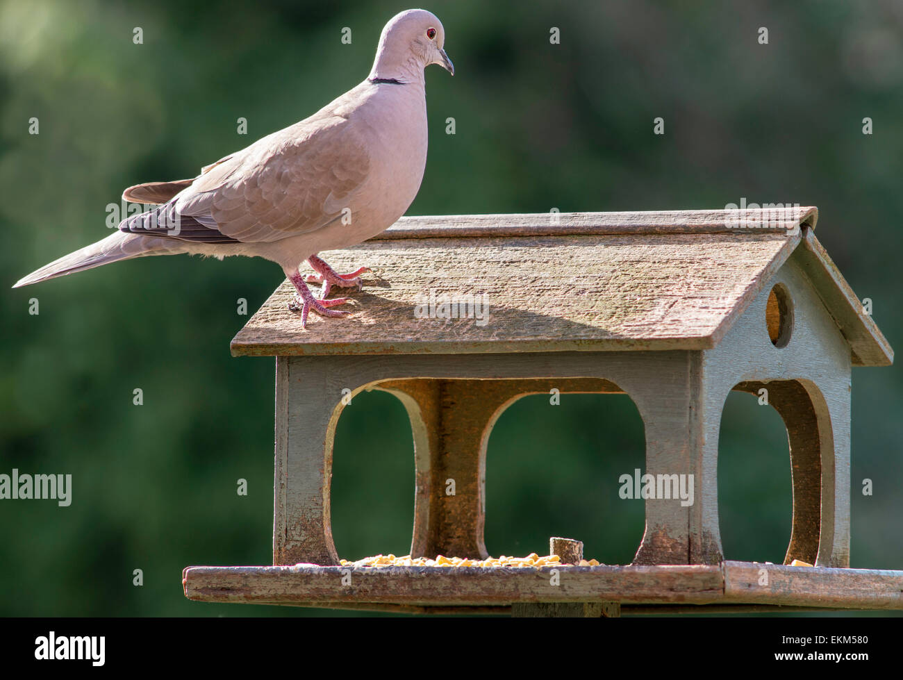 Collared dove, streptopelia decaocto on roof of wooden bird table in domestic garden