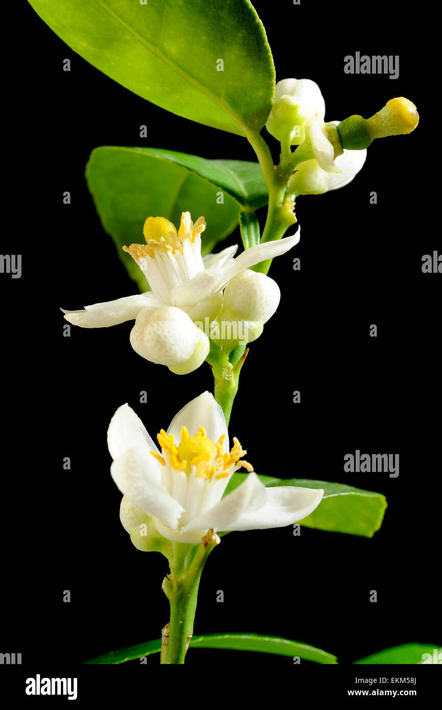lime blossom Stock Photo Alamy