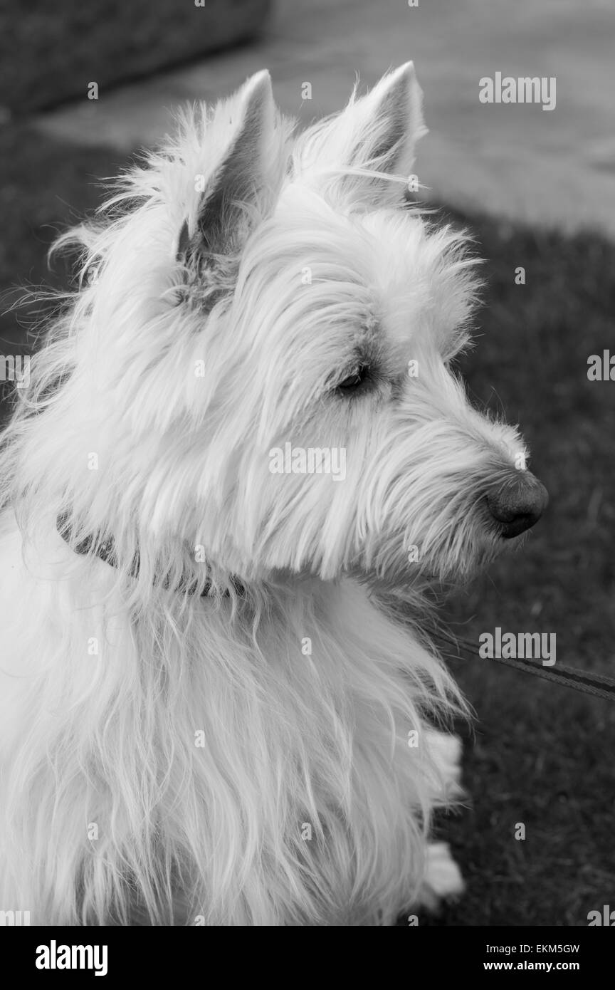 West Highland White Terrier (Westie) Dog Stock Photo