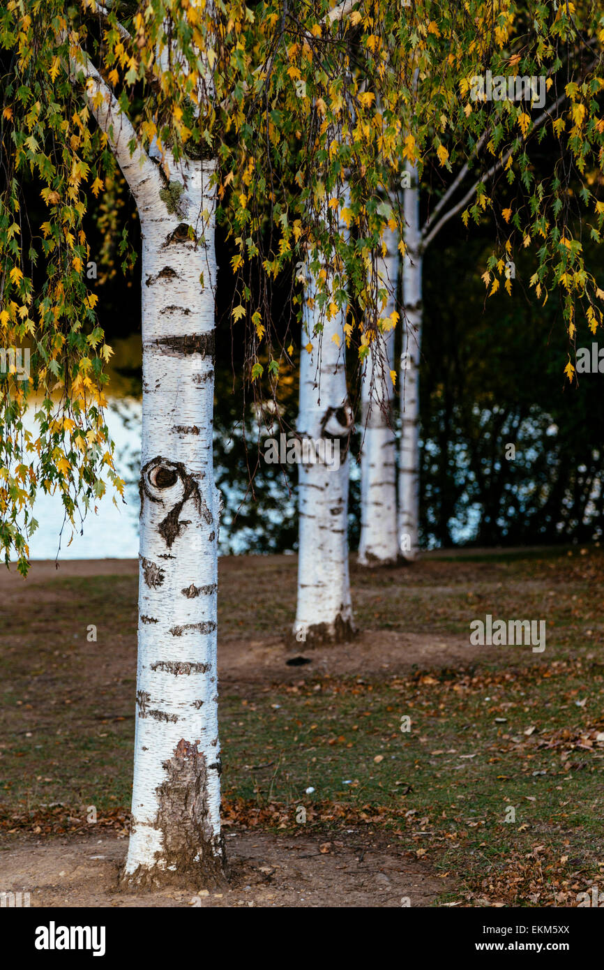 Four silver birch trees in Autumn in Daylesford, Victoria, Australia