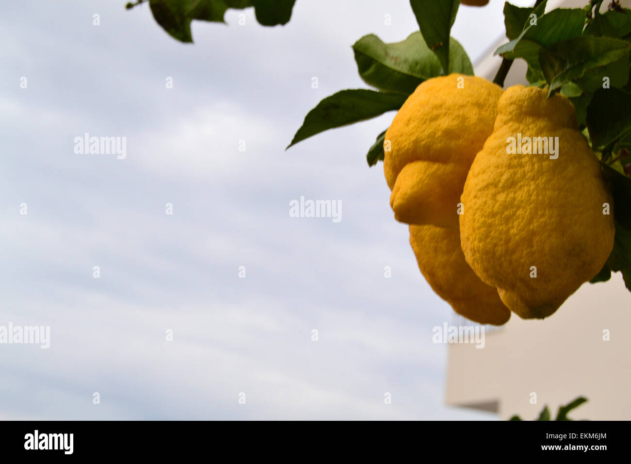 Lemons Stock Photo