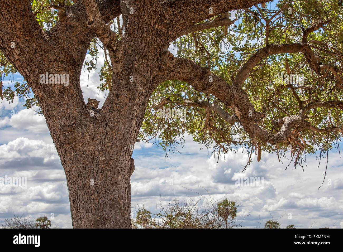Leopard Resting in Tree Stock Photo - Alamy