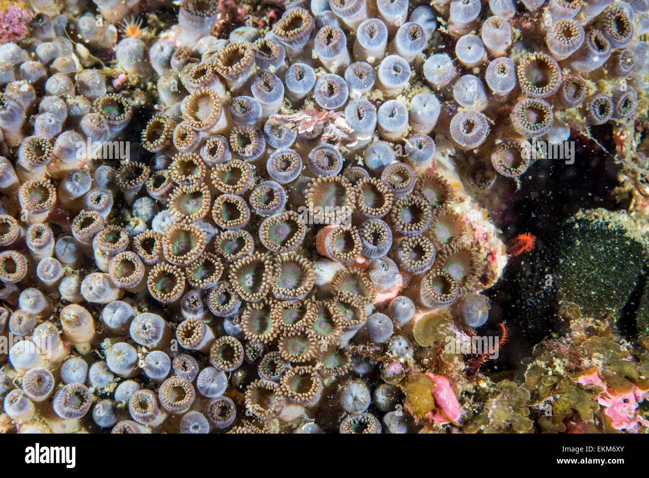 Close-up of coral. at Owase, Mie, Japan. Stock Photo