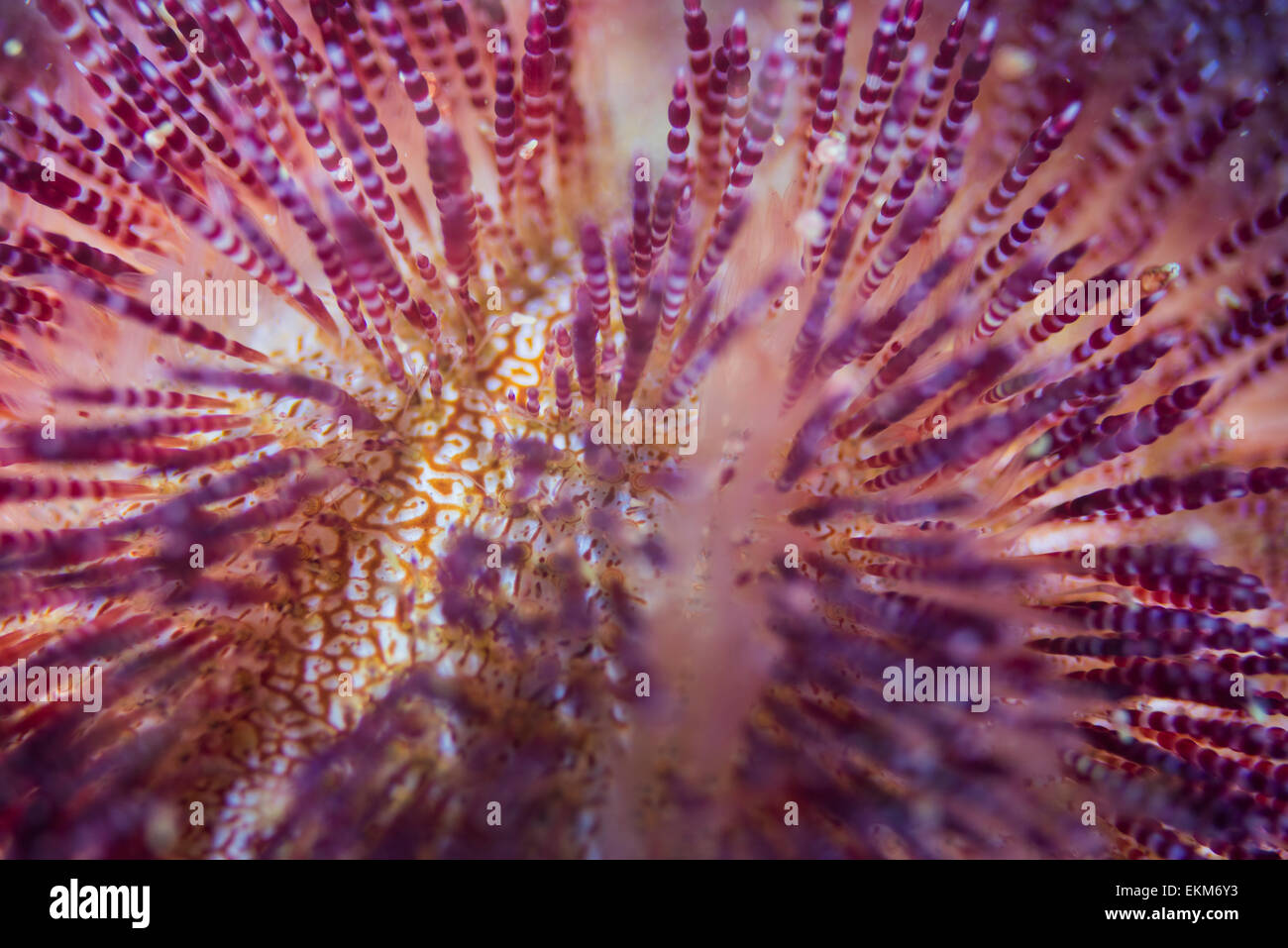 Venomous sea urchin (Asthenosoma ijimai). at Owase, Mie, Japan. Stock Photo