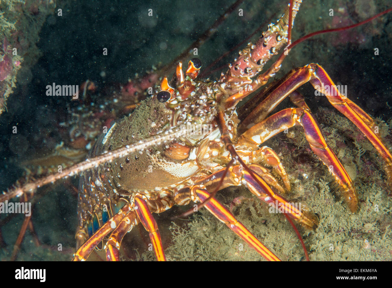 Japanese spiny lobster ( Panulirus japonicus ). at Owse, Mie, Japan. Stock Photo