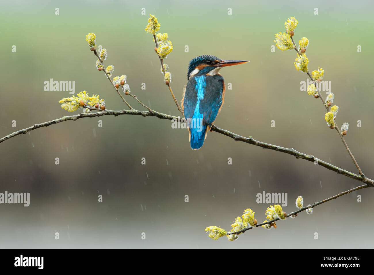 Female kingfisher in the rain with yellow willow catkins in spring Stock Photo