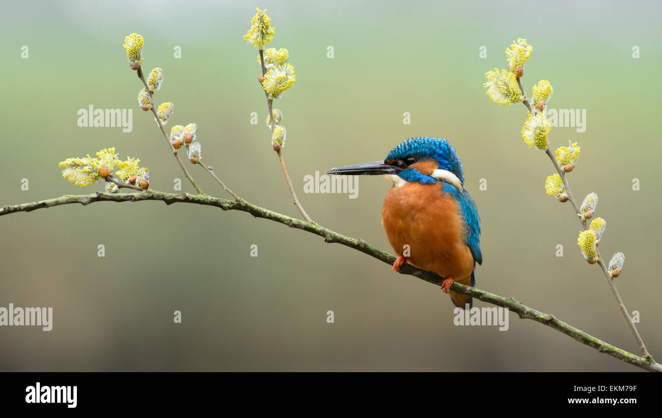 Male kingfisher with yellow willow catkins in spring Stock Photo