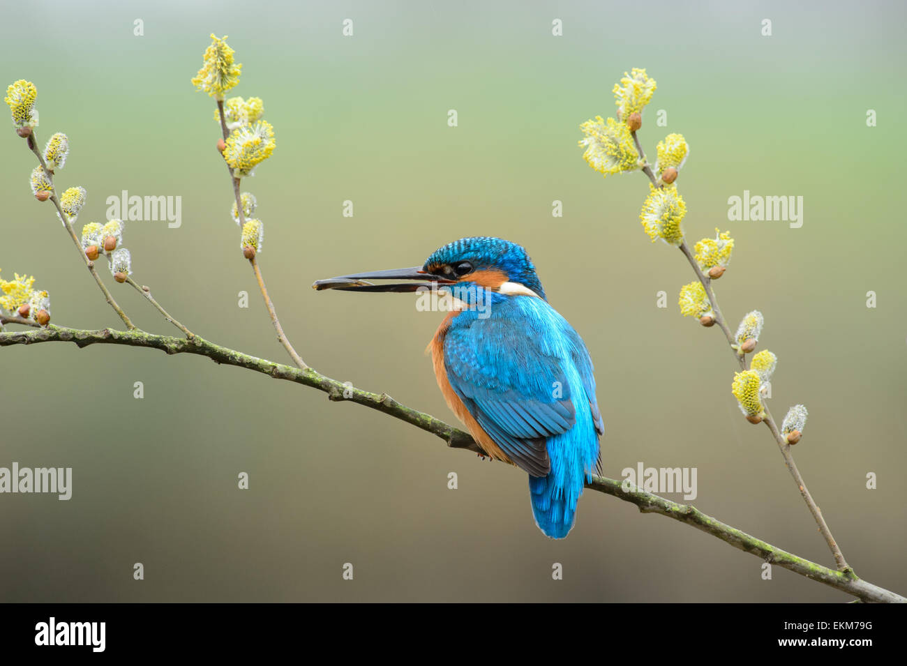Male kingfisher with yellow willow catkins in spring Stock Photo