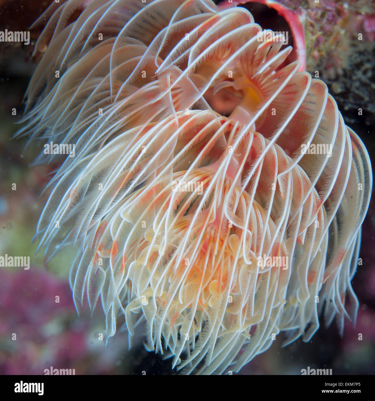 feather duster worm ( Protula magnifica ), Hitotuishi point, Owase, Mie, Japan Stock Photo Alamy