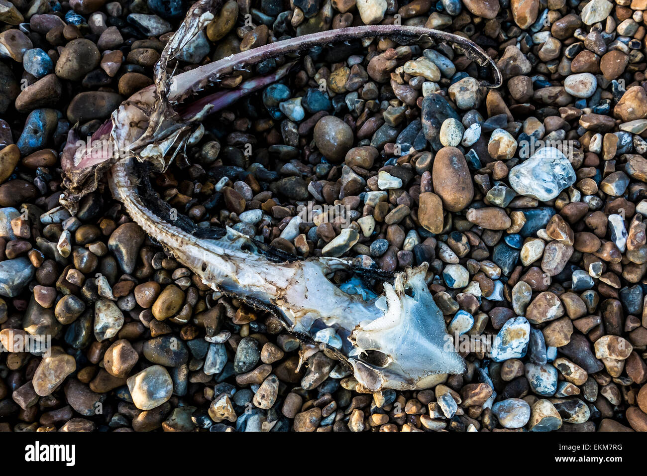 Fish skeleton decaying on the beach at St Leonards-on-Sea Stock Photo