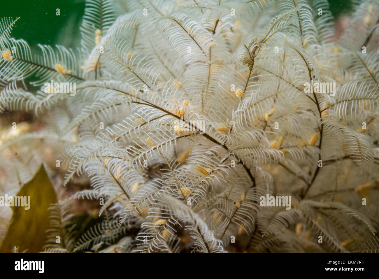 Fire hydroid, commonly encountered on shallows. They have painful stings. Owase, Mie, Japan. Stock Photo