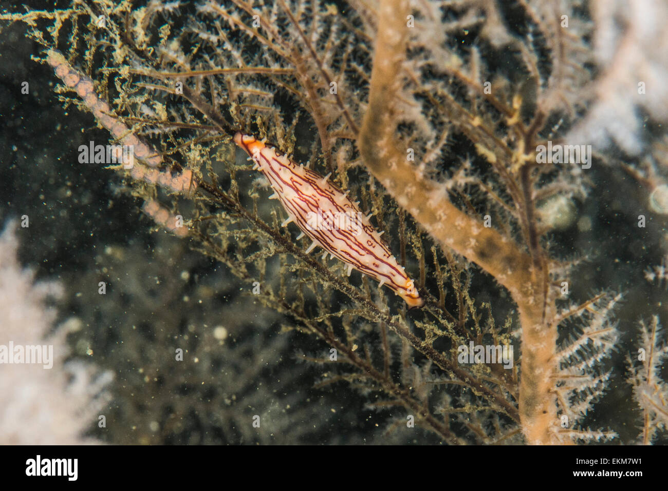 Allied cowrie (Phenacovolva subreflexa) on the sea fan. about 1cm long. Owase,  Mie, Japan Stock Photo