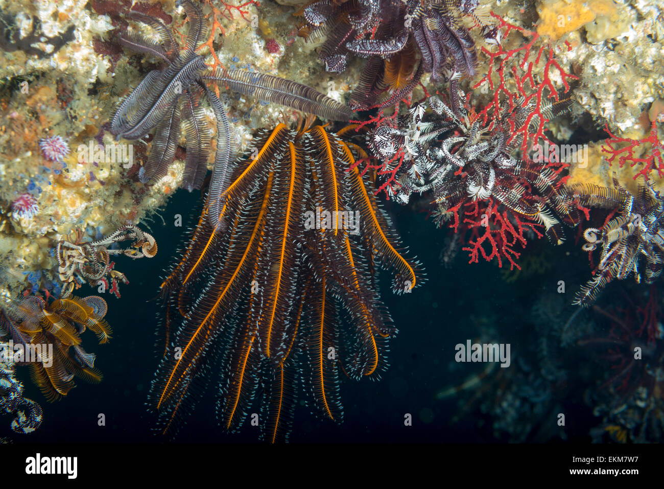 feather stars hanging down from the fish reef. Owase, Mie, Japan. Stock Photo