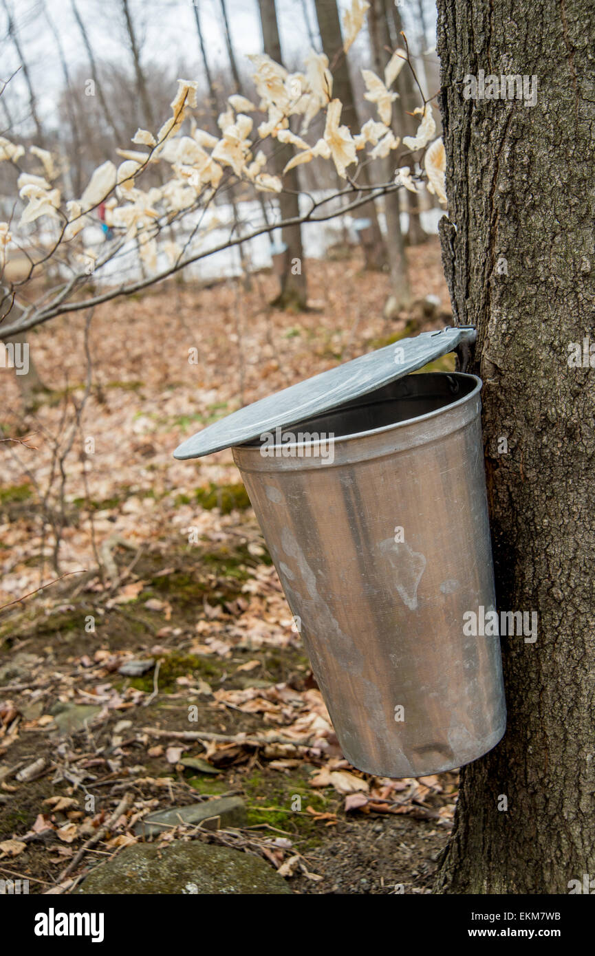 Pail used to collect sap of maple trees to produce maple syrup in