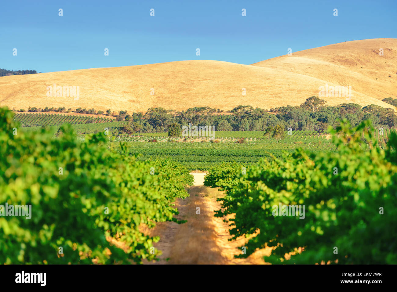 Wine valley in Barossa region, South Australia Stock Photo Alamy